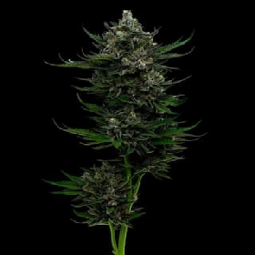 All Gas OG > Humboldt Seed Company